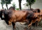 সেই ব্রাহমা জাতের ১৮ টি গরু কোয়ারেন্টিনে