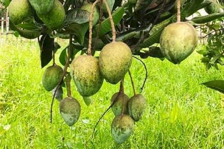 মোদি ও মমতাকে আম উপহার দিলেন শেখ হাসিনা>
</div>
</div>
<div class=