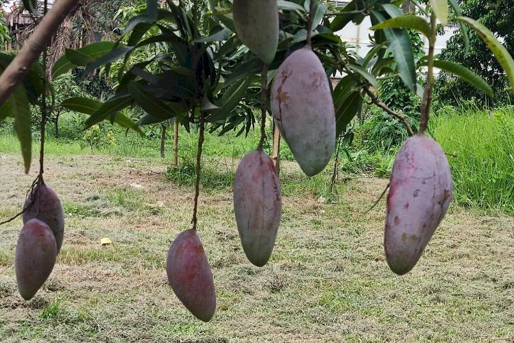 দৃষ্টিশক্তি ও যৌনক্ষমতা বাড়ায় আম, দূরে থাকে ক্যান্সার>
</div>
</div>
<div class=