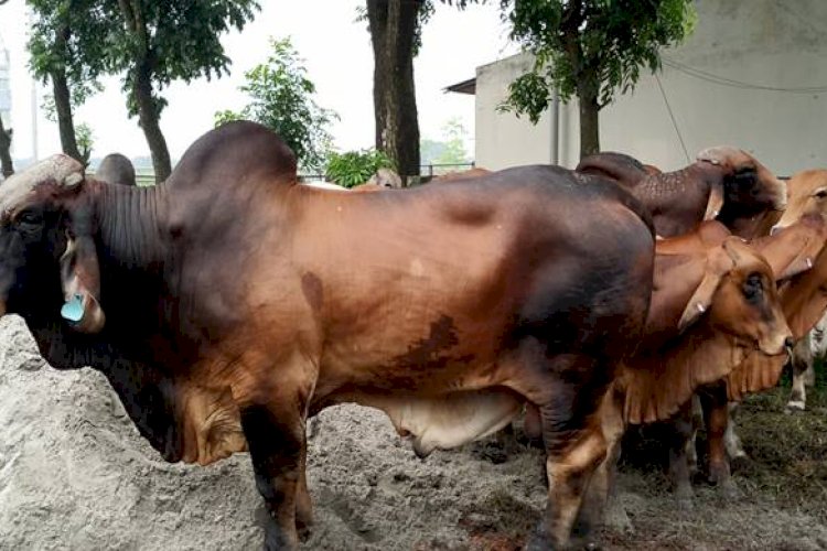 সেই ব্রাহমা জাতের ১৮ টি গরু কোয়ারেন্টিনে>
</div>
</div>
<div class=