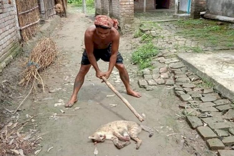 নির্মমভাবে বন্যপ্রানী পিটিয়ে হত্যা, অভিযুক্ত আটক>
</div>
</div>
<div class=