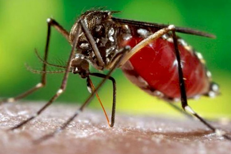 আরও ২০৪ ডেঙ্গু রোগী হাসপাতালে ভর্তি