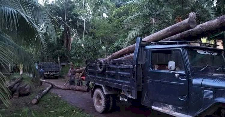 বনবিভাগকে ম্যানেজ করে কাঠ পাচারকারী সিন্ডিকেট পাচার করছে বনের মূল্যবান গাছ