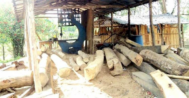 কক্সবাজারের খুটাখালী, ঈদগাঁও ও ঈদগড় এলাকায় চলছে অবৈধ করাতকল বসানোর হিড়িক
