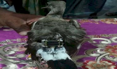 মহেশখালীতে ইলেকট্রনিক ডিভাইস লাগানো পাখি উদ্ধার