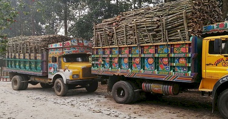চট্টগ্রাম উত্তর বনবিভাগের করেরহাট রেঞ্জে ফরেস্ট শিবুর নেতৃত্বে চলছে গাছ পাচারের মহোৎসব>
</div>
</div>
<div class=