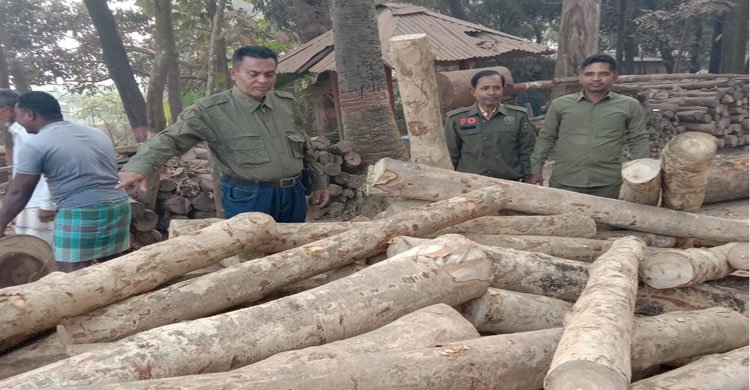 "রাউজানঢালা বিট কাম চেক স্টেশন কর্তৃক বিপুল পরিমান গামার গোলকাঠ আটক"