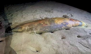 কক্সবাজার সমুদ্রসৈকতে পড়ে আছে মৃত ডলফিন