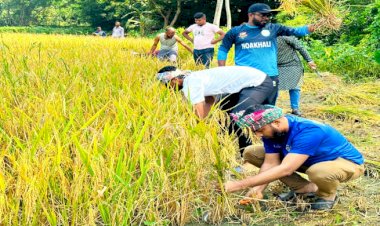 নোয়াখালীতে প্রান্তিক কৃষকের ধান কটে ঘরে তুলে দিচ্ছে ছাত্রলীগের কর্মীরা