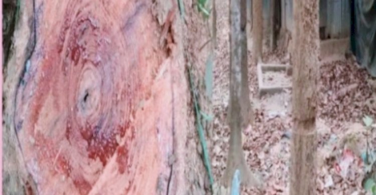 চট্টগ্রাম দক্ষিণ বনবিভাগের চুনতি রেঞ্জে শতবর্ষী মাদারট্রি গর্জনসহ বিভিন্ন বনজ ও ফলজ গাছ উজাড়>
</div>
</div>
<div class=