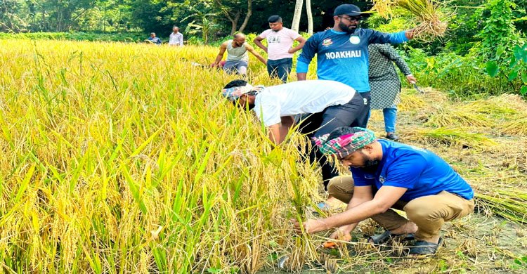 নোয়াখালীতে প্রান্তিক কৃষকের ধান কটে ঘরে তুলে দিচ্ছে ছাত্রলীগের কর্মীরা