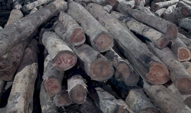 পটিয়া রেঞ্জের অভিযানে সেগুন গোল কাঠ আটক