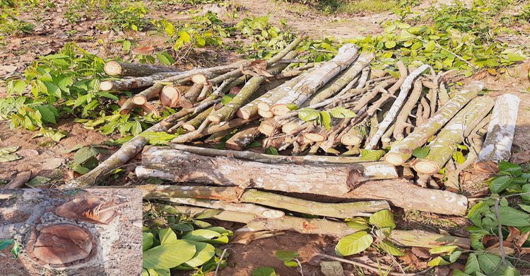 টাঙ্গাইল বন বিভাগের ঘাটাইলে সংরক্ষিত বনে গাছ চুরির হিড়িক