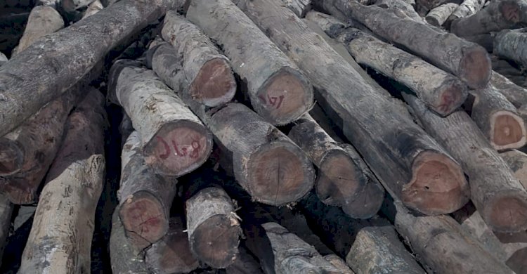 পটিয়া রেঞ্জের অভিযানে সেগুন গোল কাঠ আটক