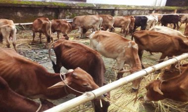 অনুদানের রোগা গরু না নিয়ে ফিরে গেলেন অনগ্রসর ক্ষুদ্র নৃগোষ্ঠীর ১০৭ জন উপকারভোগী