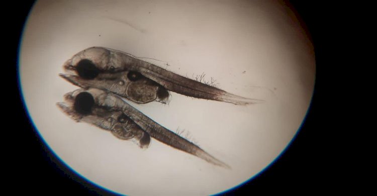 মৎস্য অধিদপ্তরের সহযোগীতায় দেশে প্রথম সামুদ্রিক কোরালের সফল কৃত্রিম প্রজনন>
</div>
</div>
<div class=