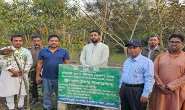 নোয়াখালী উপকূলীয় বন বিভাগের আওতাধীন এসএফএনটিসি এর স্ট্রিপ বাগান পরিদর্শনে গোবিন্দ রায়