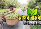 আম নিয়ে কষ্টগাঁথা