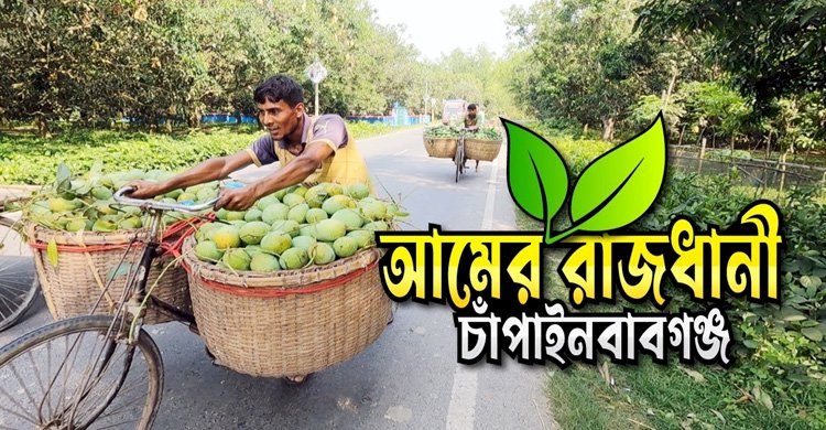 আম নিয়ে কষ্টগাঁথা