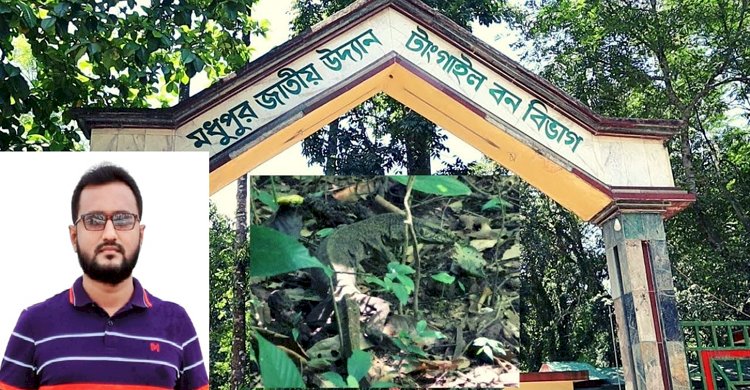 টাঙ্গাইল বন বিভাগের জাতীয় উদ্যান রেঞ্জে চলছে হরিলুট ॥ দেখার কেউ নেই 