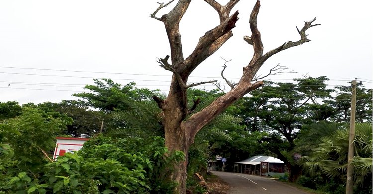 গোপালগঞ্জের উলপুর-নিজড়া সড়কের মরা গাছ এখন মরণ ফাঁদ 