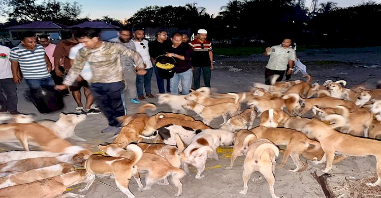 সেন্ট মার্টিনে অভুক্ত প্রাণীর পাশে বাংলাদেশ অ্যানিমেল ওয়েল ফেয়ার অ্যাসোসিয়েশন 