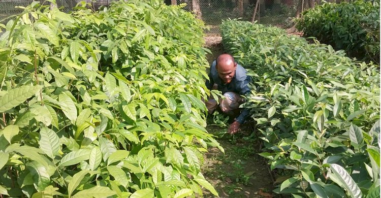 পলাশ উপজেলায় সরকারি নার্সারিতে বিবিধ চারা গাছ স্থানীয়ভাবে চাহিদা পূরণ করছে