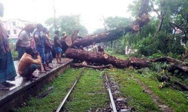 রেলওয়ের ইচ্ছে-মতোন রেল লাইনের পাশের গাছ কর্তন, দেখার কেউ নেই
