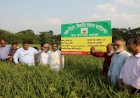 জিয়াউর রহমান ফাউন্ডেশন কতৃক উৎপাদিত কমল বীজ  ধান উৎপাদন ও কৃষকদের সাথে মত বিনিময় 