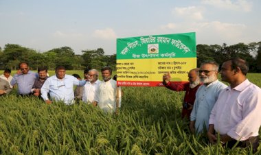 জিয়াউর রহমান ফাউন্ডেশন কতৃক উৎপাদিত কমল বীজ ধান উৎপাদন ও কৃষকদের সাথে মত বিনিময়