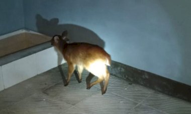 শিকারিদের থাবায় যখন মরণপণ লড়াই, তখনই ত্রাতা হয়ে পৌঁছাল বন বিভাগ