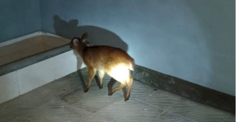শিকারিদের থাবায় যখন মরণপণ লড়াই, তখনই ত্রাতা হয়ে পৌঁছাল বন বিভাগ