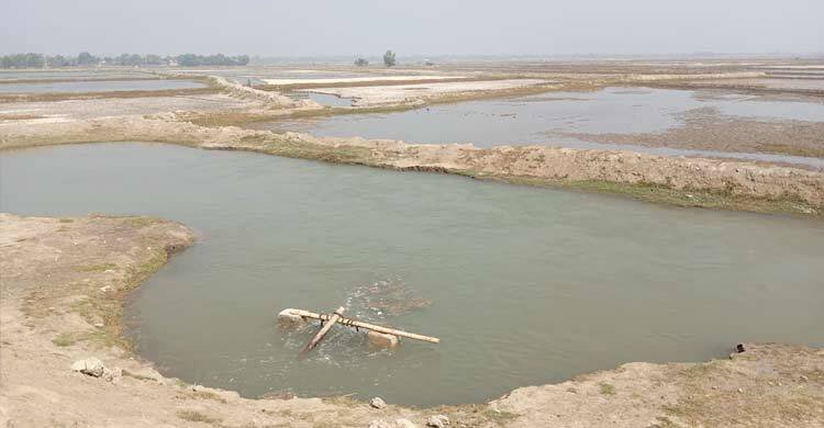 লোনা পানির আগ্রাসনে হুমকির মুখে উপকূলীয় ধান চাষ