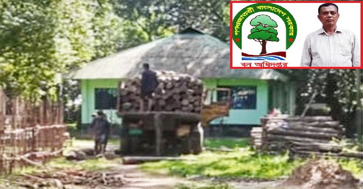 রেঞ্জ কর্মকর্তা কবিরের নতুন টিপিতে পদুয়ায় অবৈধ কাঠসহ ট্রাক আটক